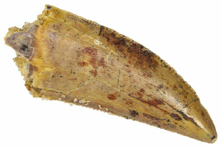 Serrated Raptor Tooth - Real Dinosaur Tooth #361000